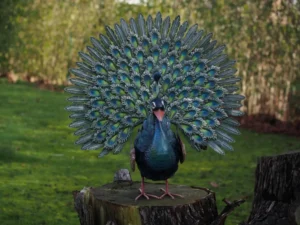 tuinbeeld metalen Pauw met veren 62x25x65 cm